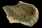 Ankylosaur Scute - Alberta (Disposition #-) #132101-2